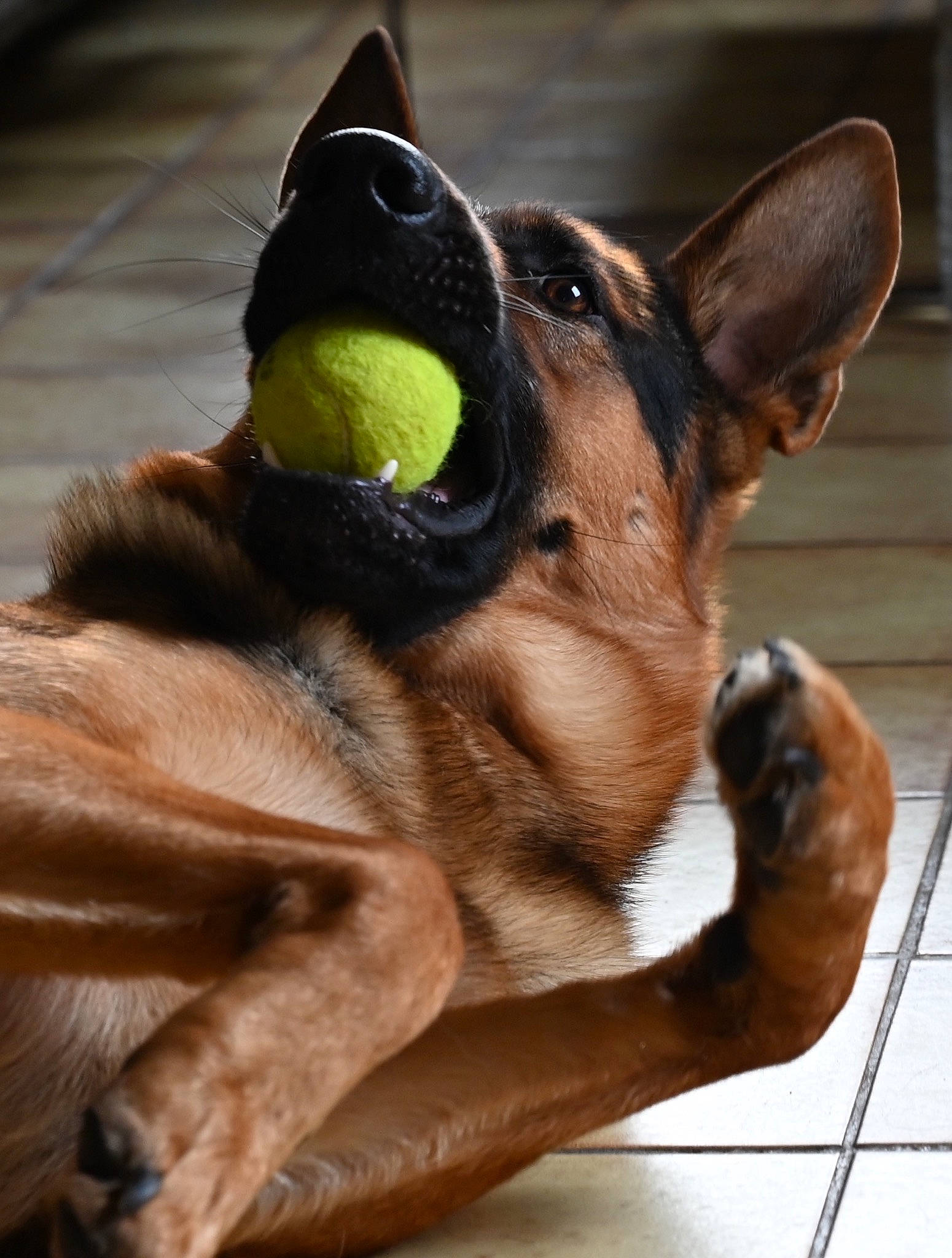 Skoll a rejoint le concours — aidez-le/la à gagner de superbes lots ! biting, canidae, carnivore, collar, companion_dog, dog, dog_breed, dog_collar, dog_supply, ear, fawn, foot, guard_dog, jaw, paw, snout, sporting_group, whiskers, working_animal, working_dog