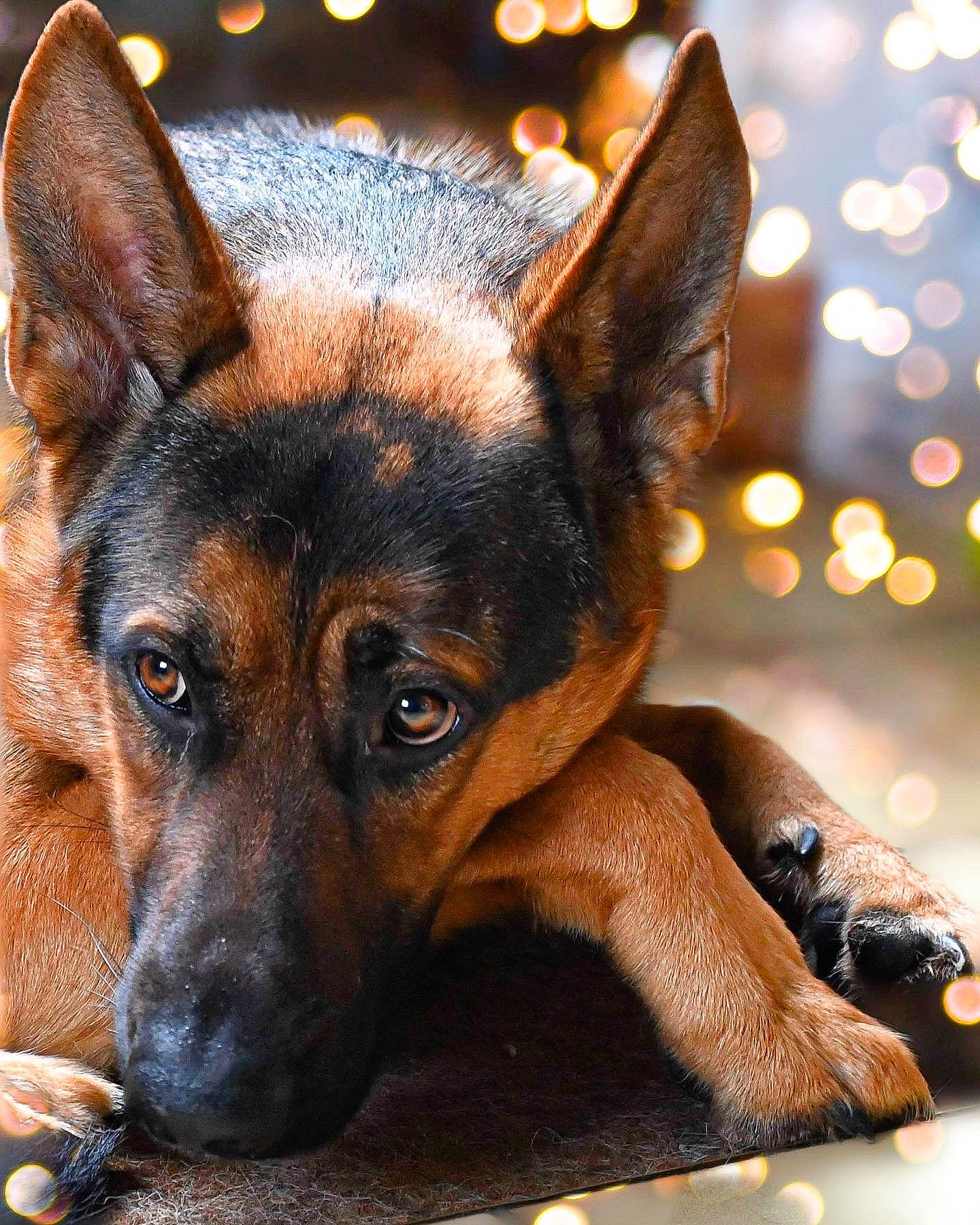 Skoll participe au concours pour gagner de l'argent avec cette photo : canidae, carnivore, companion_dog, dog, dog_breed, event, fawn, fur, guard_dog, snout, whiskers, window, working_dog