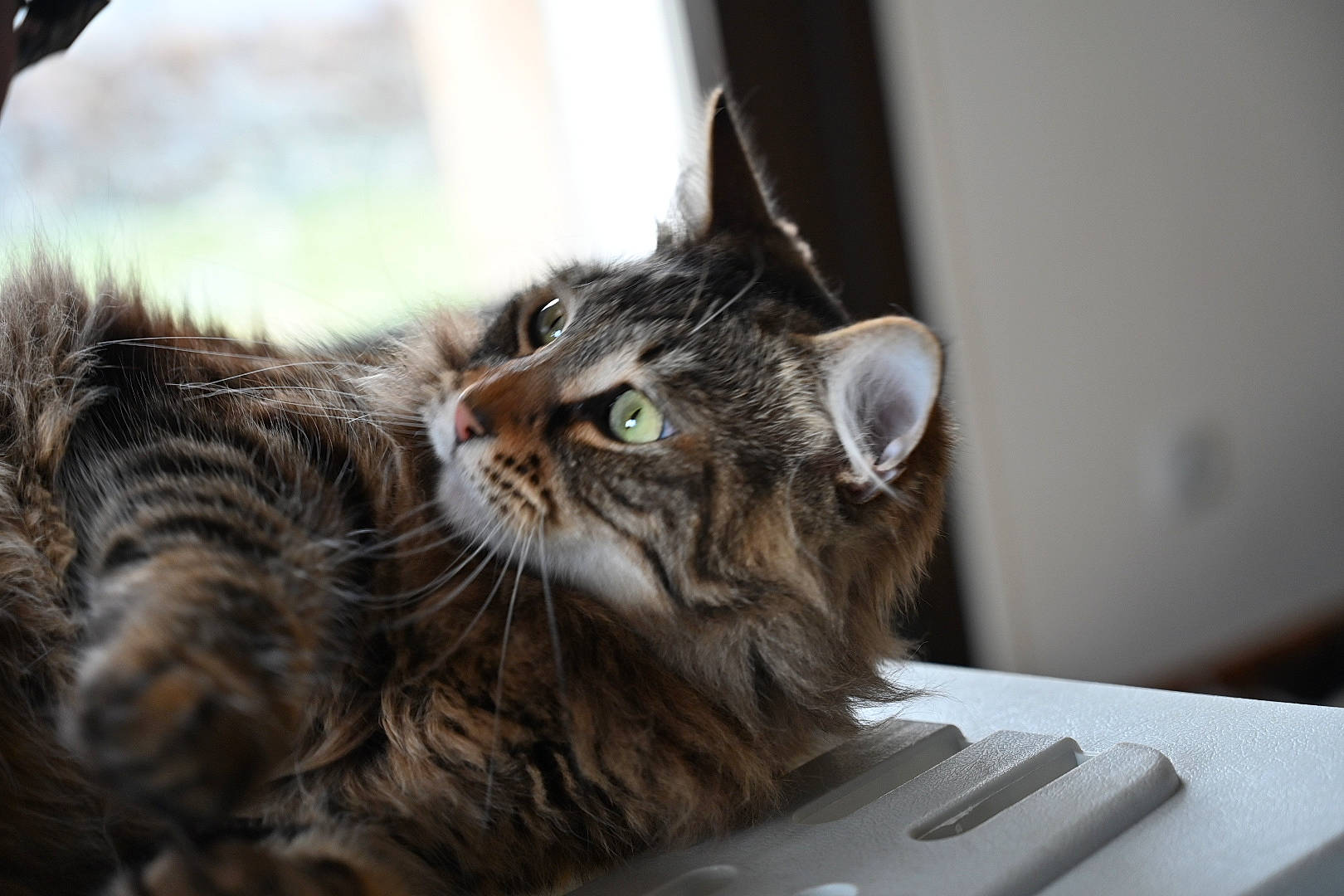 Breizh participe au concours pour gagner de l'argent avec cette photo : box, carnivore, cat, claw, comfort, domestic_short_haired_cat, felidae, fur, paw, plant, small_to_medium_sized_cats, snout, terrestrial_animal, whiskers, window, wood