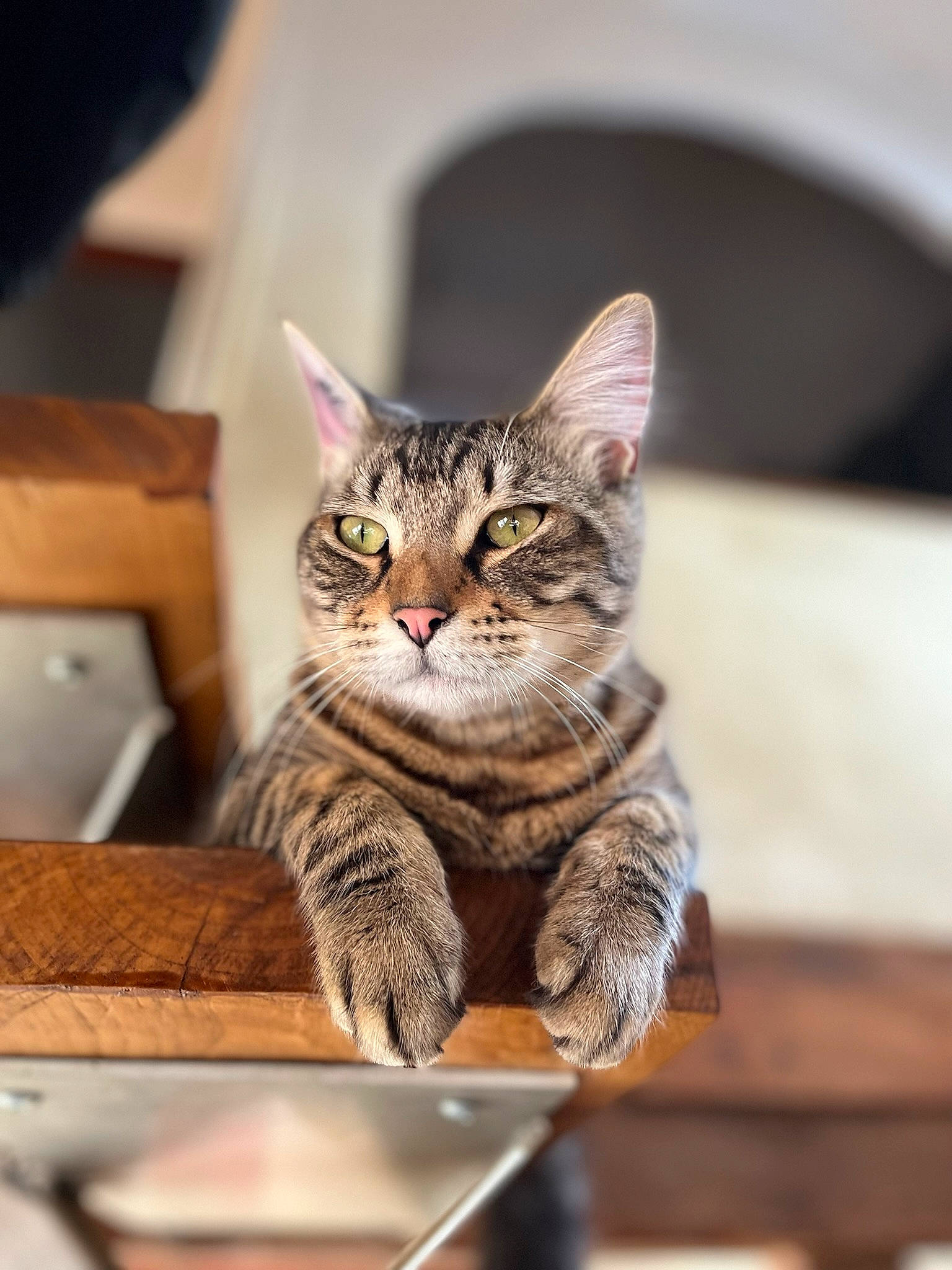 Breizh a rejoint le concours — aidez-le/la à gagner de superbes lots ! box, carnivore, cat, domestic_short_haired_cat, ear, felidae, fur, paw, shipping_box, sitting, small_to_medium_sized_cats, snout, whiskers, wildlife, window, wood