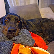 Stella participe au concours pour gagner de l'argent avec cette photo : animal, architecture, armchair, blanket, building, canine, chair, clothing, couch, cushion, dog, furniture, homedecor, hound, indoors, knitwear, linen, pet, puppy, sweater