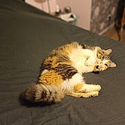 Ermione a rejoint le concours — aidez-le/la à gagner de superbes lots ! abyssinian, animal, bed, blanket, cat, couch, furniture, hardwood, indoors, kitten, manx, pet, plywood, siamese, wood