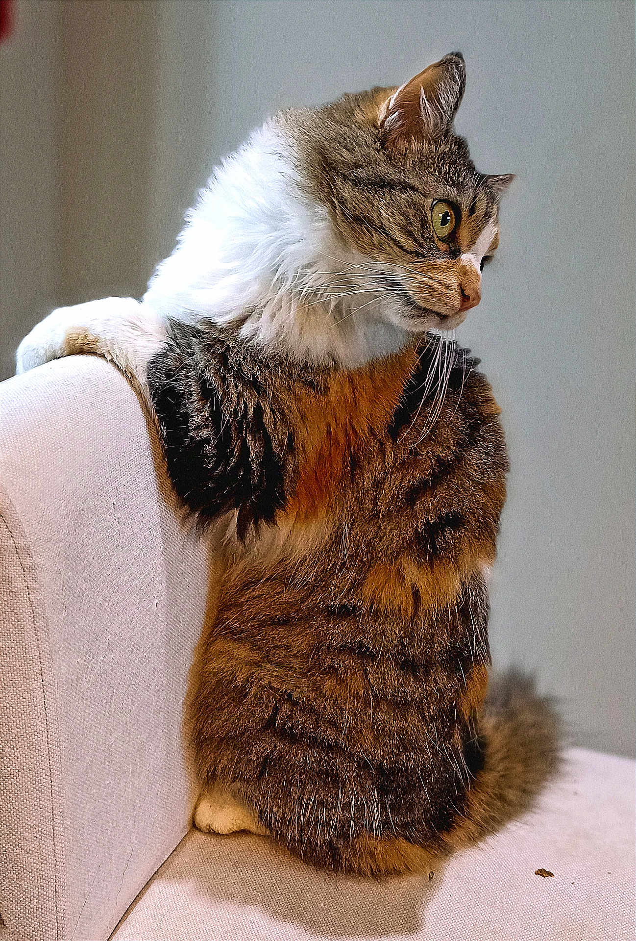 Ermione participe au concours pour gagner de l'argent avec cette photo : abyssinian, angora, animal, architecture, armchair, building, cat, chair, couch, cushion, furniture, hardwood, homedecor, indoors, kitten, livingroom, manx, pet, room, wood
