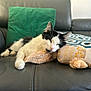 black_and_white, cat, couch, cute, ears, feline, fur, green_cushion, home, indoor, leather, nose, patterned_blanket, paw, pet, plush_toy, relaxed, resting, sleeping, whiskers