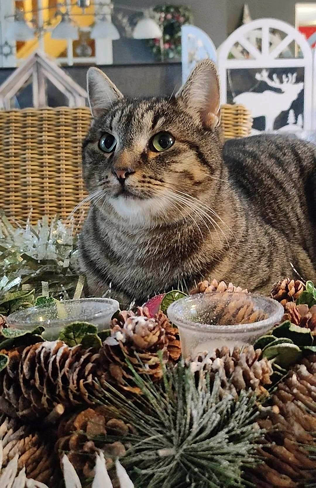 Pyxel participe au concours pour gagner de l'argent avec cette photo : carnivore, cat, conifer, domestic_short_haired_cat, event, felidae, fur, grass, herb, holiday, natural_material, organism, plant, small_to_medium_sized_cats, snout, terrestrial_animal, terrestrial_plant, vertebrate, whiskers, window