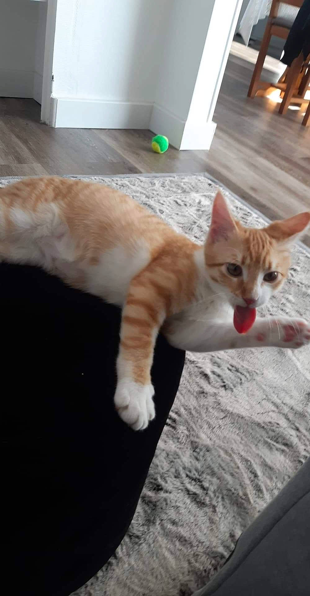 Pumba a rejoint le concours — aidez-le/la à gagner de superbes lots ! aegean_cat, arabian_mau, asian, australian_mist, carnivore, cat, domestic_short_haired_cat, european_shorthair, fawn, felidae, kitten, ojos_azules, paw, polydactyl_cat, small_to_medium_sized_cats, tabby_cat, tail, turkish_van, whiskers