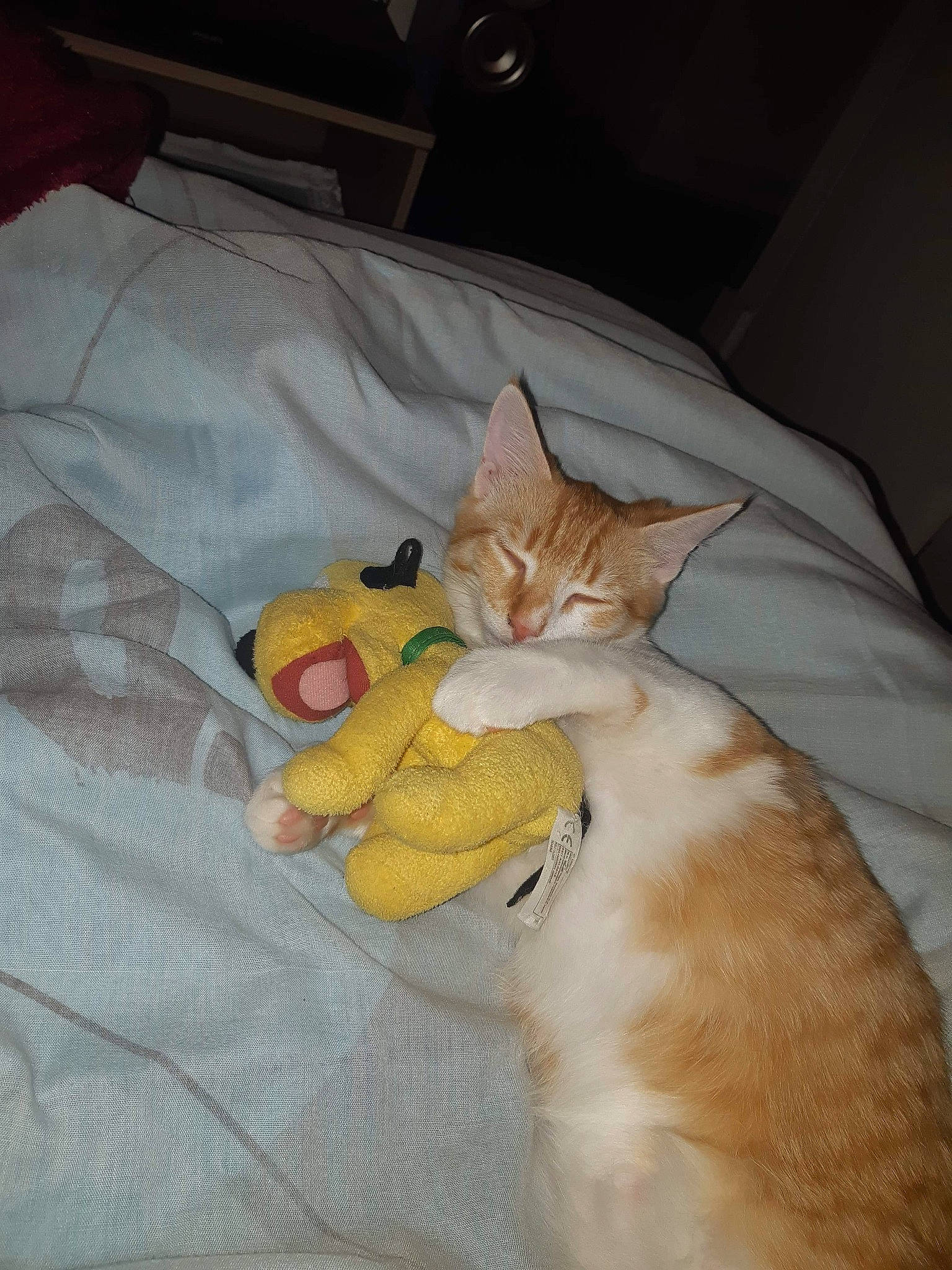 Pumba a rejoint le concours — aidez-le/la à gagner de superbes lots ! american_shorthair, arabian_mau, asian, australian_mist, carnivore, cat, domestic_short_haired_cat, european_shorthair, fawn, felidae, german_rex, kitten, polydactyl_cat, singapura, small_to_medium_sized_cats, tail, whiskers