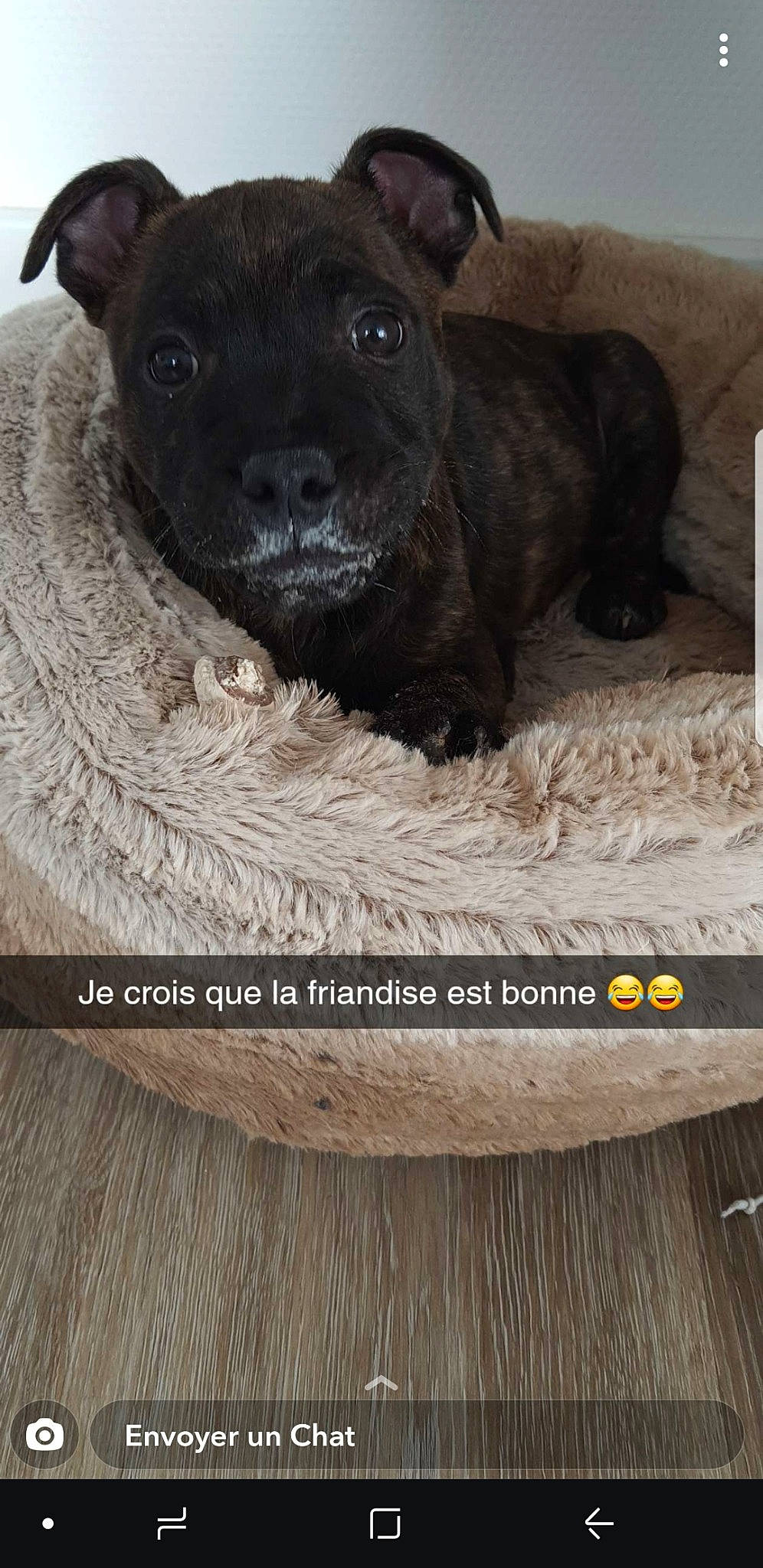 Roocky a rejoint le concours — aidez-le/la à gagner de superbes lots ! borador, canidae, carnivore, companion_dog, dog, dog_breed, fur, hardwood, liver, natural_material, pet_supply, plank, rectangle, snout, sporting_group, terrestrial_animal, whiskers, wood, wood_stain, working_animal