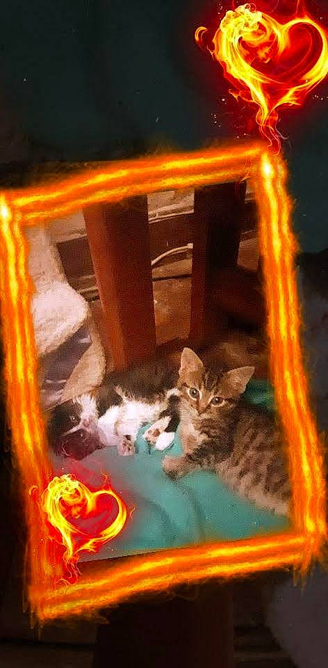 Bella And Lilly joined the competition — help win amazing prizes! carnivore, cat, cat_supply, darkness, domestic_short_haired_cat, event, felidae, fur, heat, holiday, light, night, plant, room, small_to_medium_sized_cats, tail, tree, whiskers, window, wood