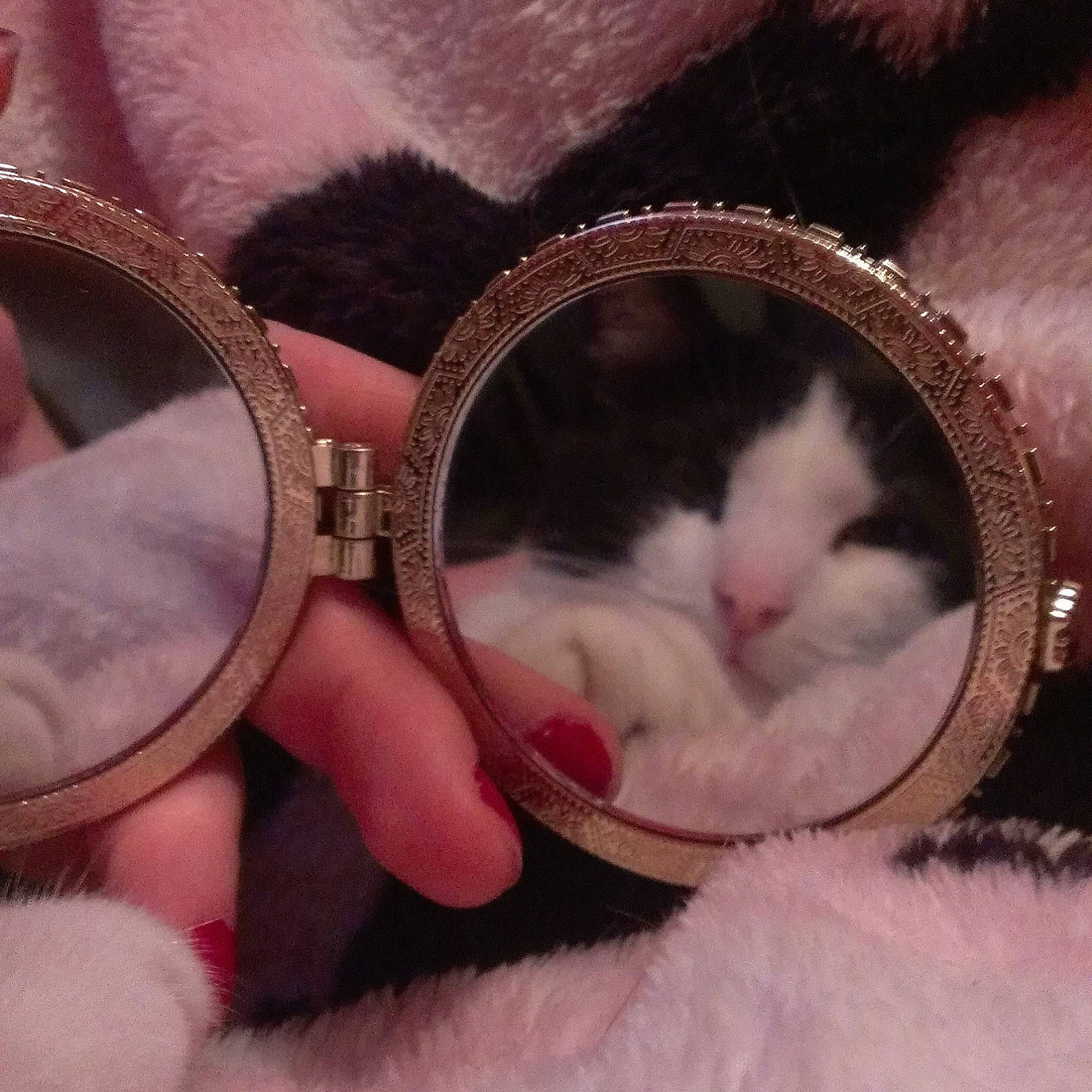 Cupid is registered to the contest to win money with this photo: carnivore, cat, eye, eyewear, fawn, felidae, finger, foot, human_body, leg, magenta, nail, nose, pink, small_to_medium_sized_cats, sunglasses, tail, vertebrate, vision_care, whiskers