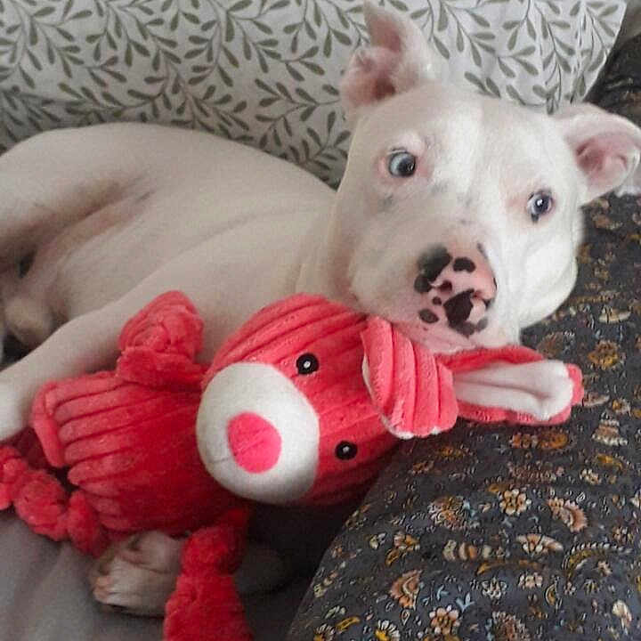 Samy a rejoint le concours — aidez-le/la à gagner de superbes lots ! animal, ball, boxer, bulldog, canine, couch, cushion, dog, football, furniture, homedecor, pet, pitbull, plush, puppy, soccer, soccerball, sport, toy, whitedog