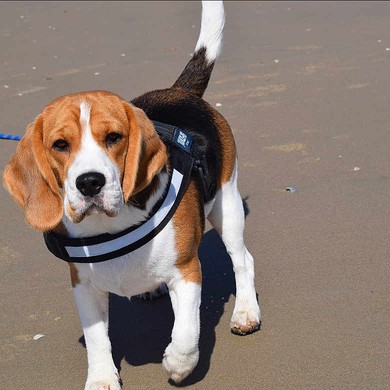 Ursula a rejoint le concours — aidez-le/la à gagner de superbes lots ! accessories, animal, beagle, canine, dog, hound, leash, person, pet, puppy, strap, walkingdog