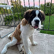 Laïa participe au concours pour gagner de l'argent avec cette photo : animal, concrete, curious, cute, dog, fence, fluffy, garden, greenery, outdoor, patio, pet, puppy, saint_bernard, sitting, sky, sunset, tongue_out, trees, young