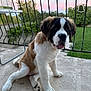 animal, concrete, curious, cute, dog, fence, fluffy, garden, greenery, outdoor, patio, pet, puppy, saint_bernard, sitting, sky, sunset, tongue_out, trees, young