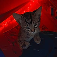 Hades is registered to the contest to win money with this photo: kitten, cat, tabby, cute, black_heart_emoji, red_lights, fairy_lights, indoor, cozy, dark_background, pet, animal, young_cat, whiskers, ears, paws, close_up, night, soft_light, adorable