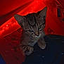 kitten, cat, tabby, cute, black_heart_emoji, red_lights, fairy_lights, indoor, cozy, dark_background, pet, animal, young_cat, whiskers, ears, paws, close_up, night, soft_light, adorable