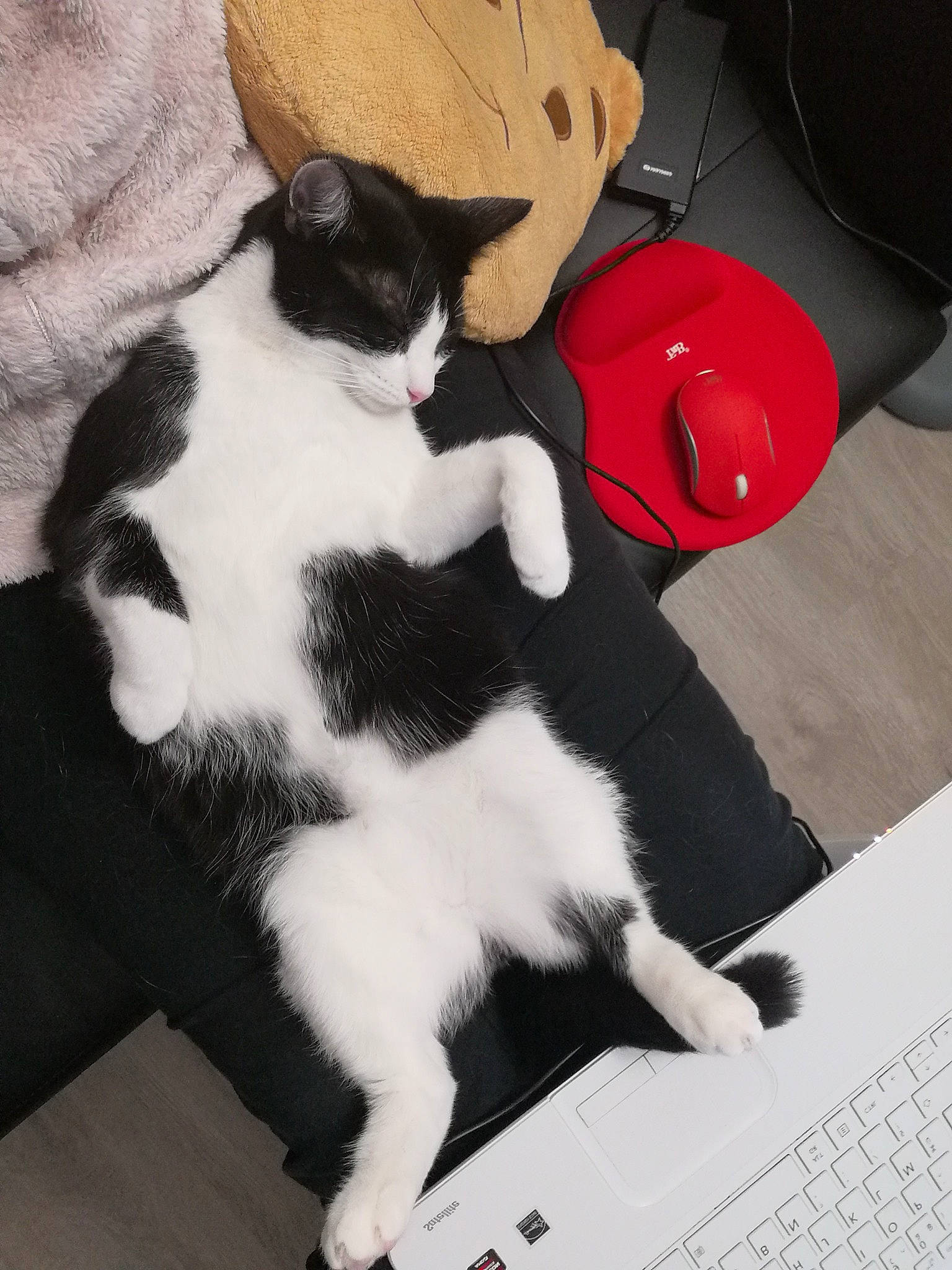 Olaf a rejoint le concours — aidez-le/la à gagner de superbes lots ! black_and_white, black_cat, carnivore, cat, domestic_short_haired_cat, felidae, fur, kitten, leg, paw, polydactyl_cat, small_to_medium_sized_cats, tail, whiskers