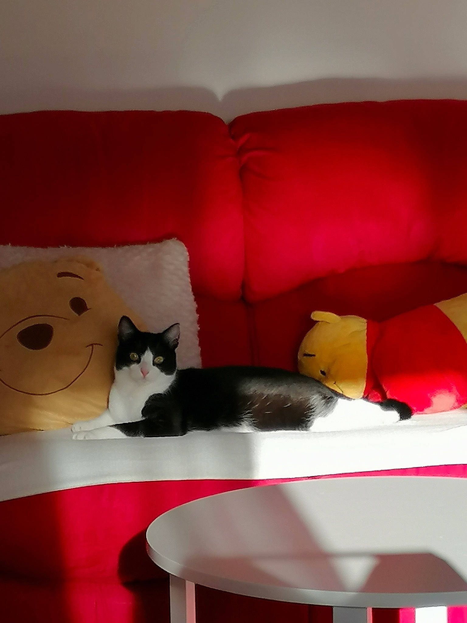 Olaf a rejoint le concours — aidez-le/la à gagner de superbes lots ! black_cat, carnivore, cat, chair, comfort, couch, felidae, furniture, interior_design, kitten, room, small_to_medium_sized_cats, table, tail, whiskers