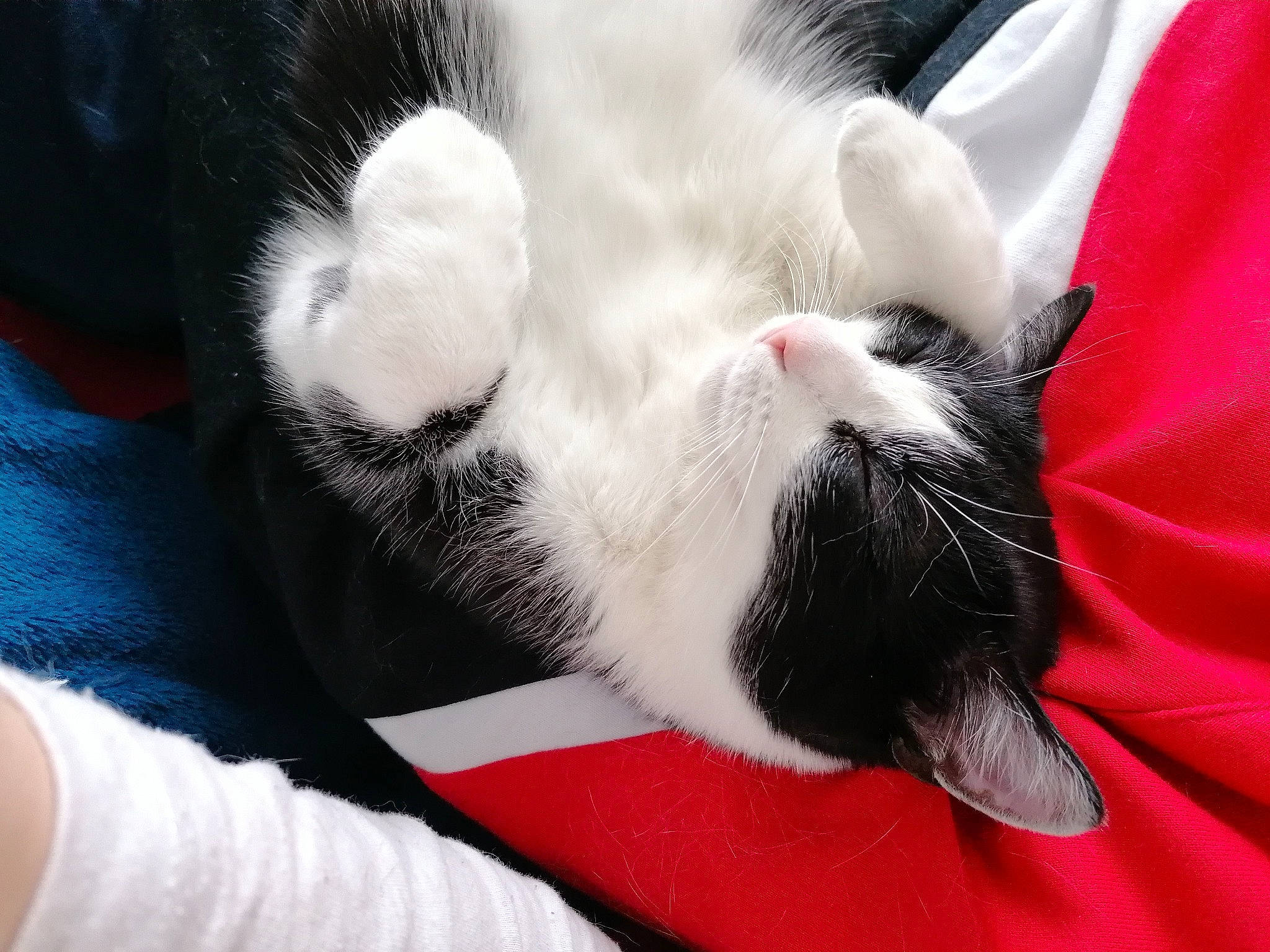 Olaf a rejoint le concours — aidez-le/la à gagner de superbes lots ! black_and_white, carnivore, cat, claw, ear, felidae, fur, japanese_bobtail, kitten, nap, paw, polydactyl_cat, small_to_medium_sized_cats, snout, tail, whiskers