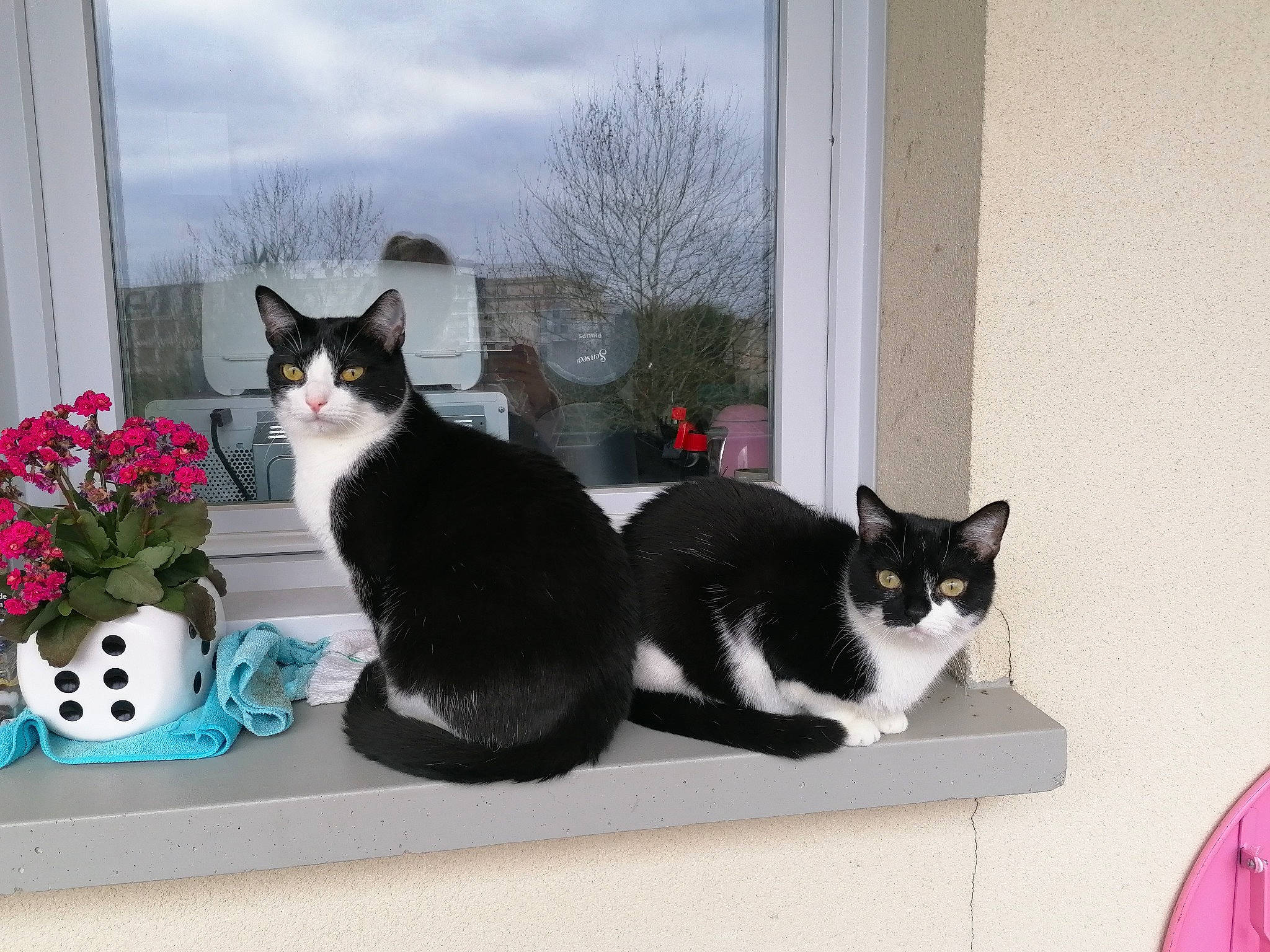 Olaf participe au concours pour gagner de l'argent avec cette photo : aegean_cat, american_wirehair, black_and_white, black_cat, carnivore, cat, domestic_short_haired_cat, european_shorthair, felidae, kitten, paw, polydactyl_cat, small_to_medium_sized_cats, tail, whiskers, window