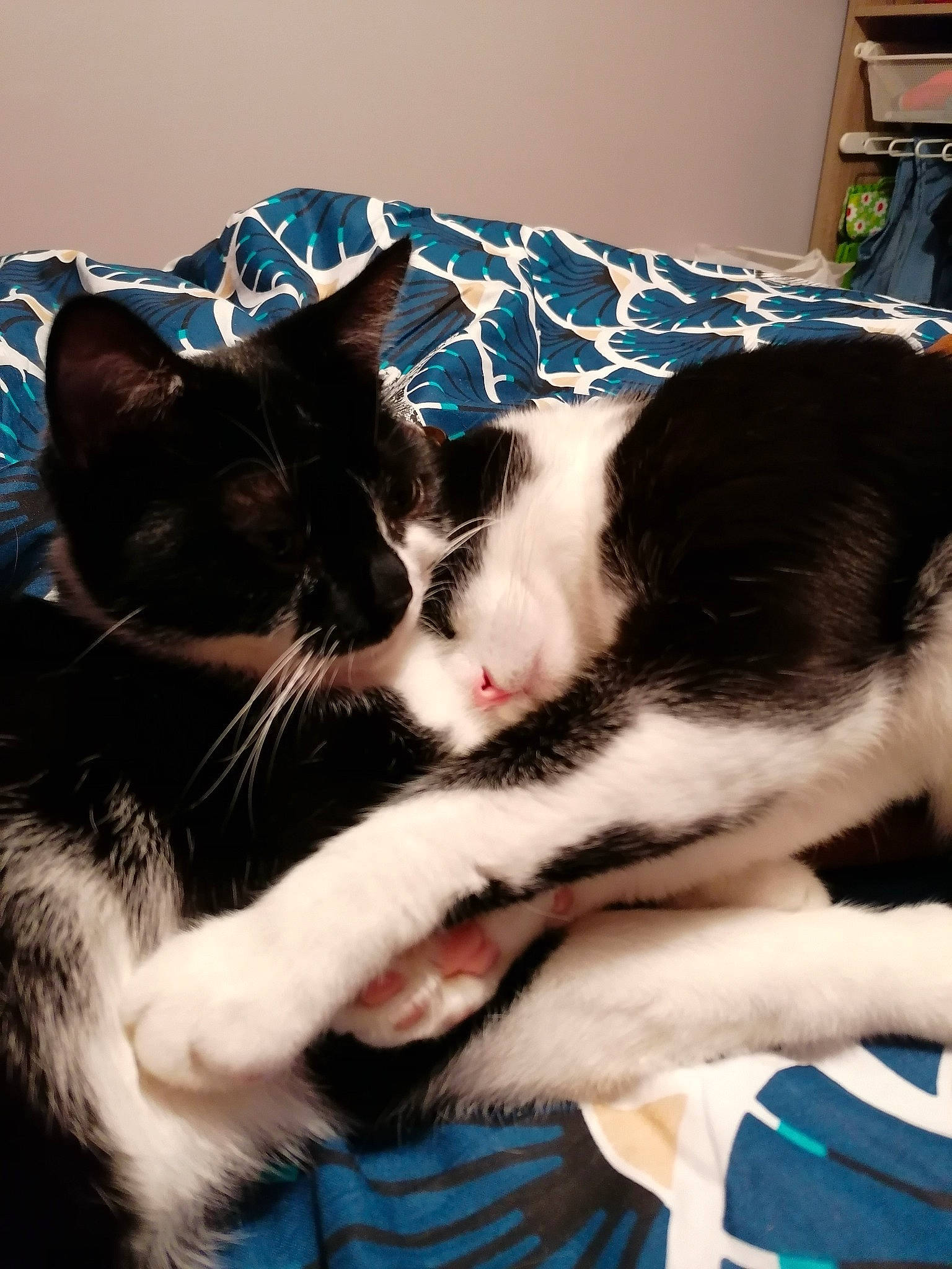 Ora a rejoint le concours — aidez-le/la à gagner de superbes lots ! american_wirehair, asian, black_and_white, carnivore, cat, domestic_short_haired_cat, european_shorthair, felidae, fur, kitten, mammal, nap, polydactyl_cat, small_to_medium_sized_cats, whiskers