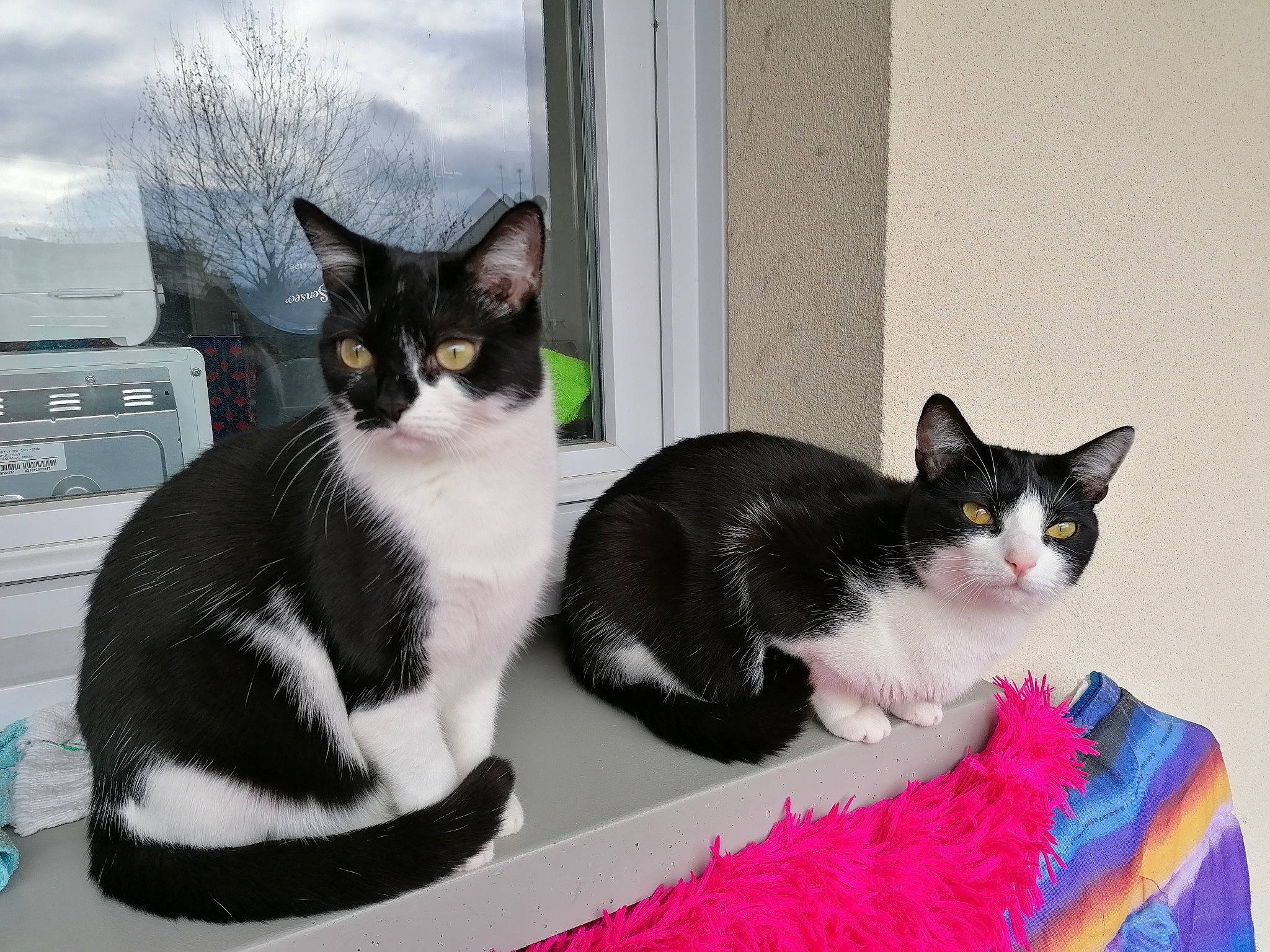 Ora participe au concours pour gagner de l'argent avec cette photo : aegean_cat, american_wirehair, black_and_white, carnivore, cat, domestic_short_haired_cat, european_shorthair, felidae, kitten, mammal, polydactyl_cat, small_to_medium_sized_cats, whiskers