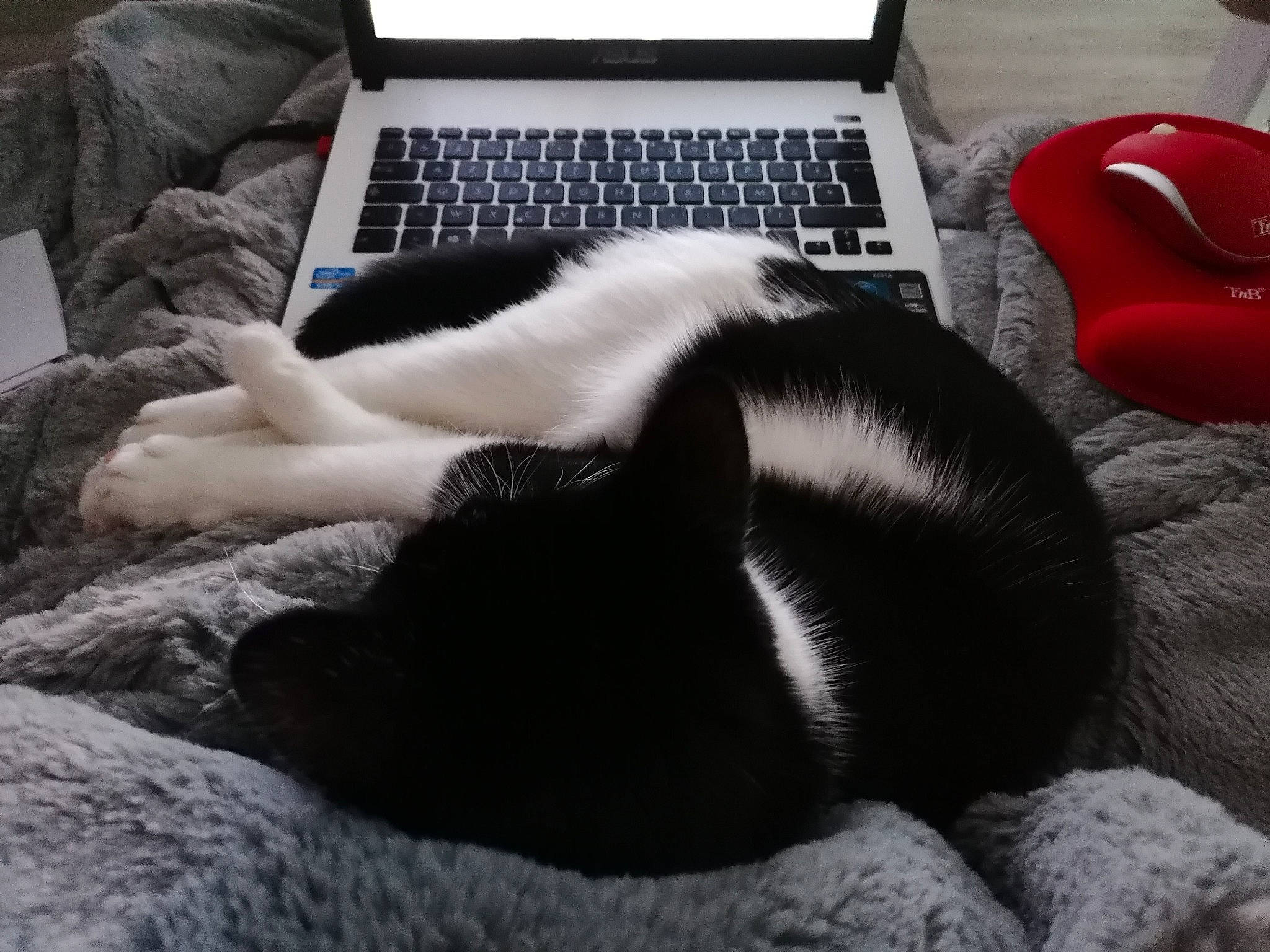 Ora a rejoint le concours — aidez-le/la à gagner de superbes lots ! bedding, black_cat, canidae, carnivore, cat, comfort, companion_dog, felidae, fur, furniture, kitten, linens, nap, paw, pillow, puppy, sleep, small_to_medium_sized_cats, tail, whiskers