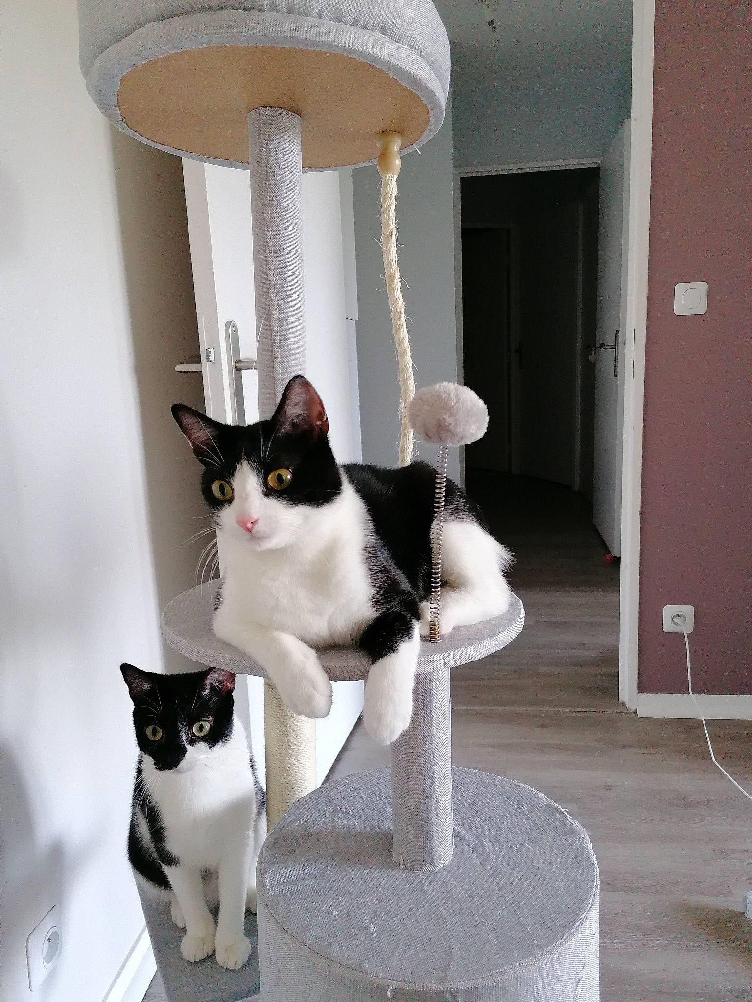 Ora a rejoint le concours — aidez-le/la à gagner de superbes lots ! aegean_cat, carnivore, cat, domestic_short_haired_cat, felidae, polydactyl_cat, small_to_medium_sized_cats, whiskers