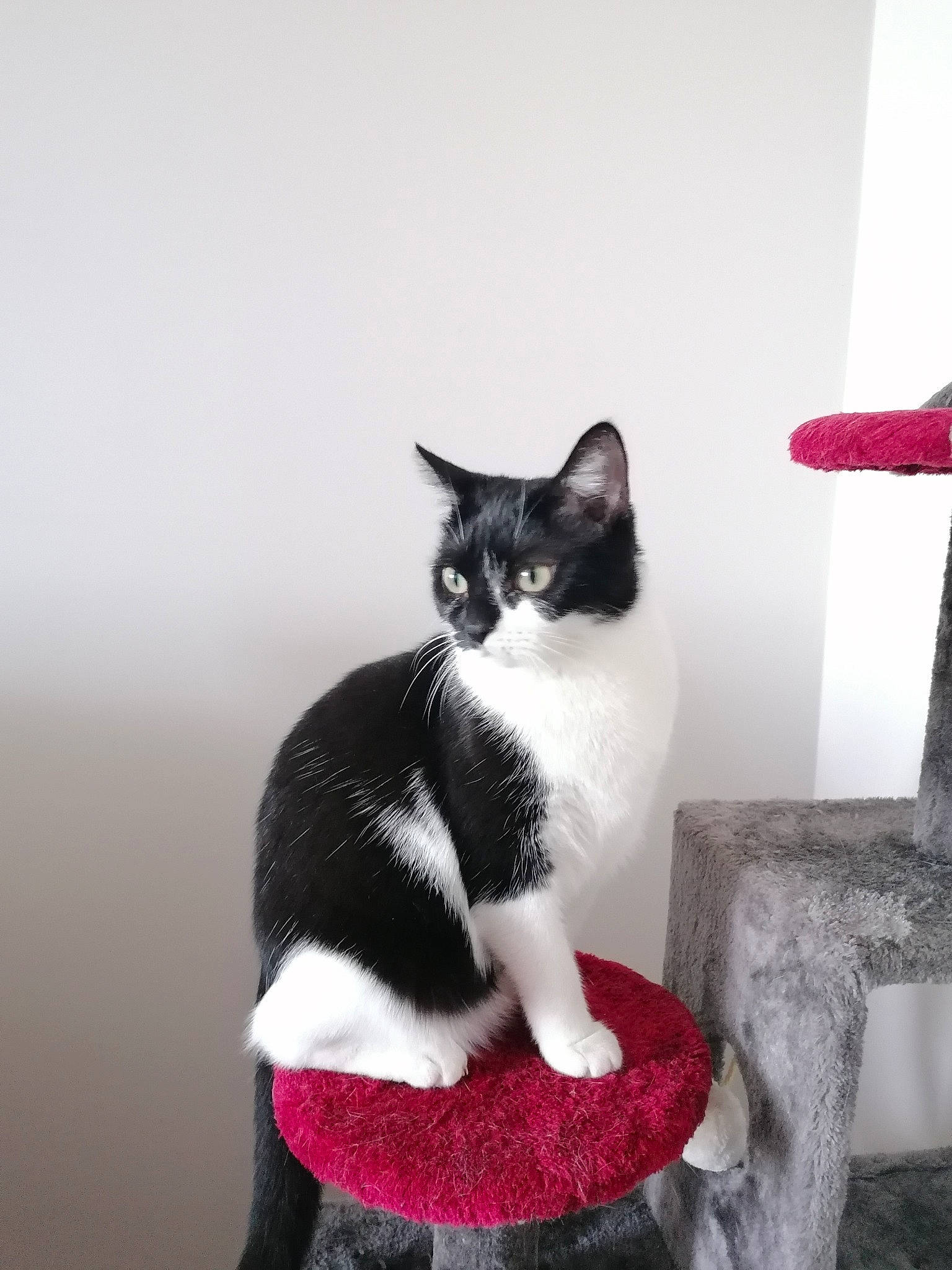 Ora a rejoint le concours — aidez-le/la à gagner de superbes lots ! aegean_cat, american_wirehair, black_and_white, carnivore, cat, domestic_short_haired_cat, european_shorthair, felidae, kitten, polydactyl_cat, small_to_medium_sized_cats, tail, whiskers