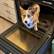 Bentley is registered to the contest to win money with this photo: dog, blue_eyes, oven, kitchen, open_oven, curious, pet, floor, cabinet, domestic, indoor, animal, fur, canine, looking_up, household, tile_floor, appliance, collar, funny