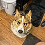 Bentley joined the competition — help win amazing prizes! dog, blue_eyes, wooden_floor, rug, trash_bin, indoor, pet, canine, curious, looking_up, flooring, black_rug, white_trash_bin, person_leg, sneaker, fur, ears, collar, nose, animal