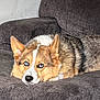 dog, corgi, blue_eyes, lying_down, couch, indoor, pet, fur, relaxed, canine, domestic_animal, close_up, resting, animal, companion, household, cute, portrait, furniture, mammal