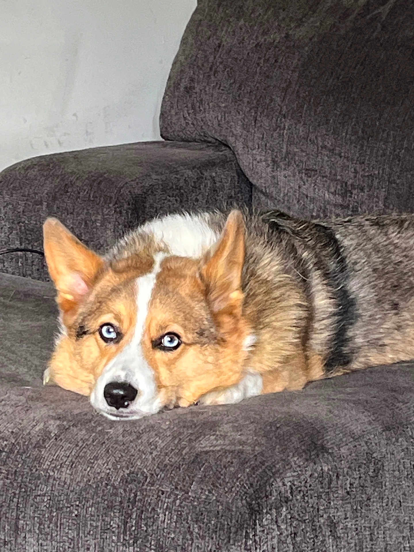 Bentley is registered to the contest to win money with this photo: dog, corgi, blue_eyes, lying_down, couch, indoor, pet, fur, relaxed, canine, domestic_animal, close_up, resting, animal, companion, household, cute, portrait, furniture, mammal
