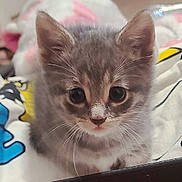 Greysun joined the competition — help win amazing prizes! kitten, gray_cat, cat, animal, pet, feline, whiskers, ears, cute, young, indoor, blanket, colorful, soft, closeup, portrait, looking, curious, small, fur