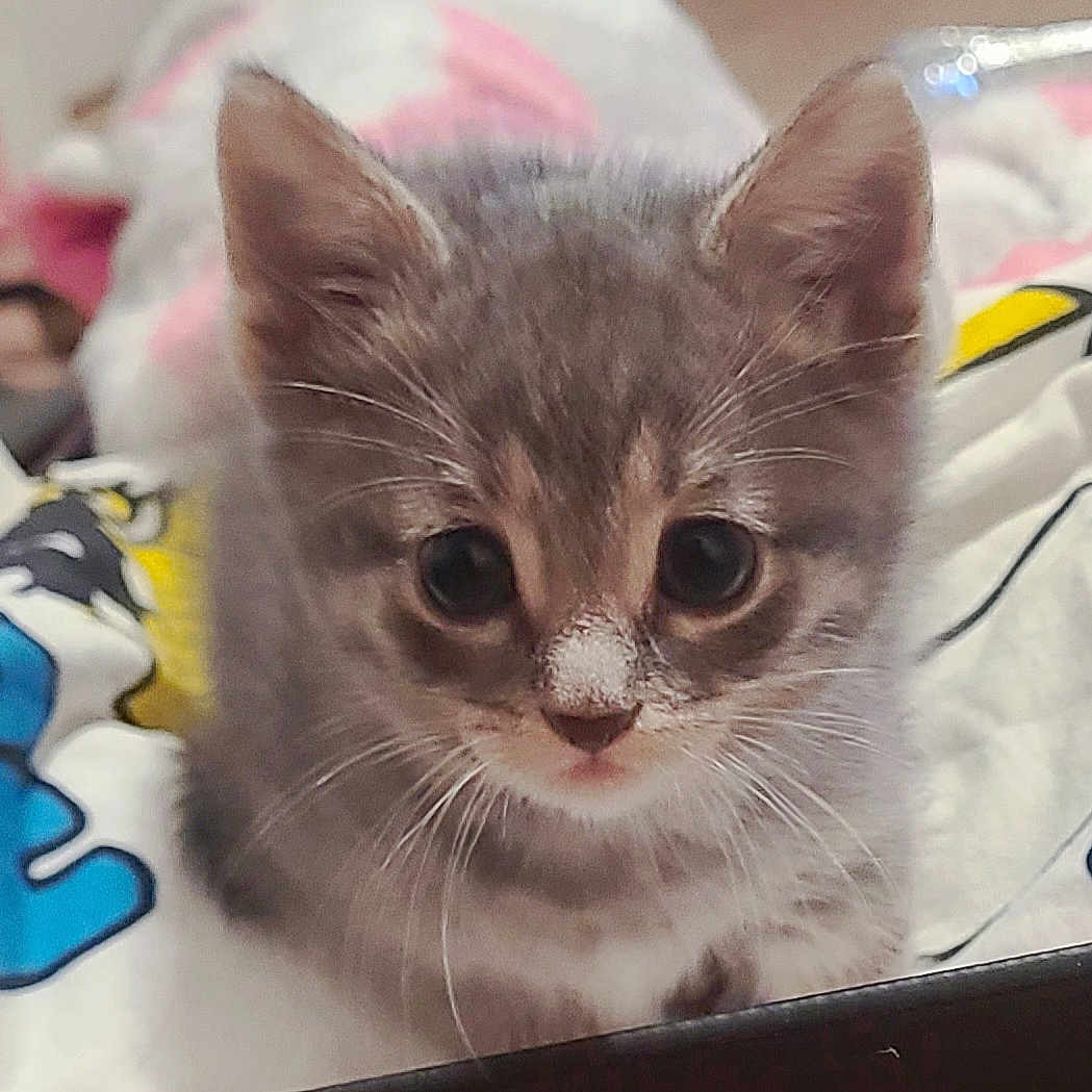 Greysun joined the competition — help win amazing prizes! kitten, gray_cat, cat, animal, pet, feline, whiskers, ears, cute, young, indoor, blanket, colorful, soft, closeup, portrait, looking, curious, small, fur