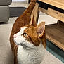cat, orange_cat, white_cat, pet, indoor, living_room, carpet, wooden_table, furniture, curious, side_view, whiskers, tail, ears, eyes, soft_light, cozy, domestic, animal, mammal