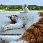 Cookie a rejoint le concours — aidez-le/la à gagner de superbes lots ! cat, orange_and_white, stretching, paws, outdoor, blue_sky, clouds, tiles, relaxed, fur, whiskers, nature, greenery, daylight, pet, mammal, animal, lying_down, close_up, peaceful