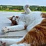 cat, orange_and_white, stretching, paws, outdoor, blue_sky, clouds, tiles, relaxed, fur, whiskers, nature, greenery, daylight, pet, mammal, animal, lying_down, close_up, peaceful