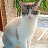 cat, animal, pet, blue_eyes, fur, sitting, outdoor, plant, greenery, stone_wall, wooden_deck, curious, calm, nature, daylight, concrete, closeup, feline, domestic_animal, portrait