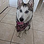 animal, bandana, blue_eyes, cute, dog, domestic, ears_up, friendly, fur, gray, husky, indoor, looking_up, mammal, pet, pink_bandana, sitting, tile_floor, tongue_out, white