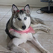 Bluey joined the competition — help win amazing prizes! dog, siberian_husky, blue_eyes, pink_bandana, pink_bows, pet, indoor, floor, tile_floor, lying_down, fur, animal, canine, ears, cute, portrait, looking_at_camera, household, homedecor, photography