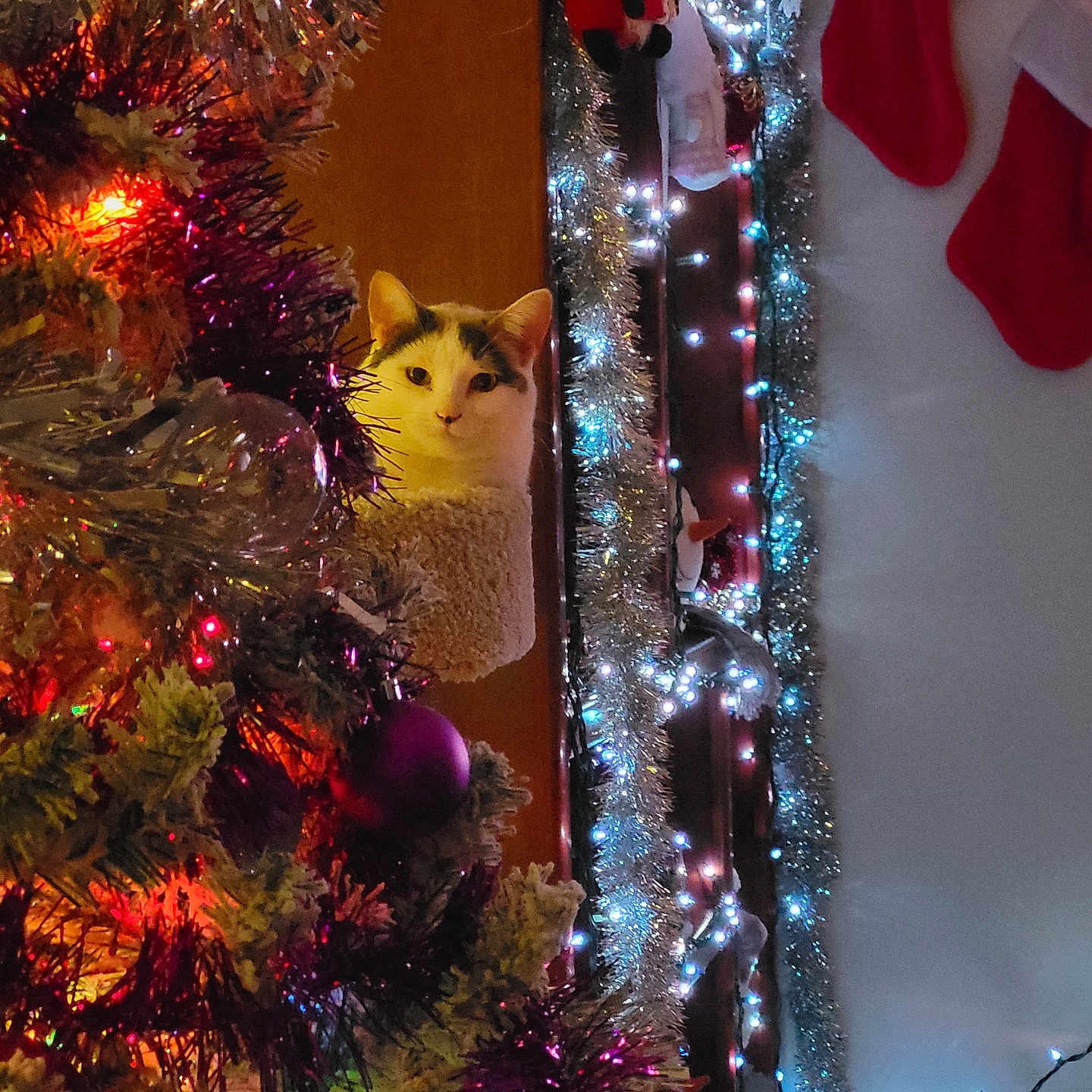 Mazy May joined the competition — help win amazing prizes! cat, christmas_lights, christmas_tree, colorful, cozy, curious, decorations, feline, festive, garland, holiday_decor, indoor, night, ornament, pet, soft_light, sparkle, stockings, tinsel, wall