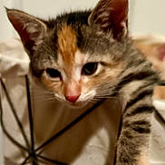 Abbey joined the competition — help win amazing prizes! kitten, cat, close_up, fur, whiskers, paw, curious, indoor, blurred_background, orange_fur, black_fur, white_fur, pet, animal, young_cat, cute, domestic_cat, feline, mammal, playful