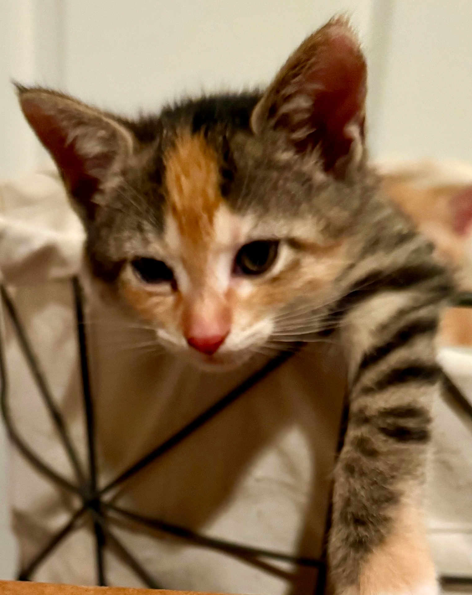 Abbey joined the competition — help win amazing prizes! kitten, cat, close_up, fur, whiskers, paw, curious, indoor, blurred_background, orange_fur, black_fur, white_fur, pet, animal, young_cat, cute, domestic_cat, feline, mammal, playful