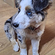 Anya participe au concours pour gagner de l'argent avec cette photo : puppy, dog, blue_eyes, fur, sitting, floor, wooden_floor, indoor, curious, pet, animal, collar, cute, young_dog, domestic, furry, small_dog, looking_away, household, companion