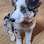 puppy, dog, blue_eyes, fur, sitting, floor, wooden_floor, indoor, curious, pet, animal, collar, cute, young_dog, domestic, furry, small_dog, looking_away, household, companion