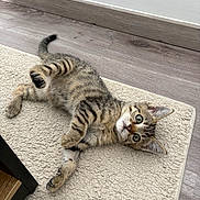 Diego participe au concours pour gagner de l'argent avec cette photo : kitten, tabby, cat, pet, animal, feline, indoor, flooring, wood_floor, rug, carpet, striped_fur, green_eyes, curious, lying_down, playful, cute, young, relaxed, whiskers