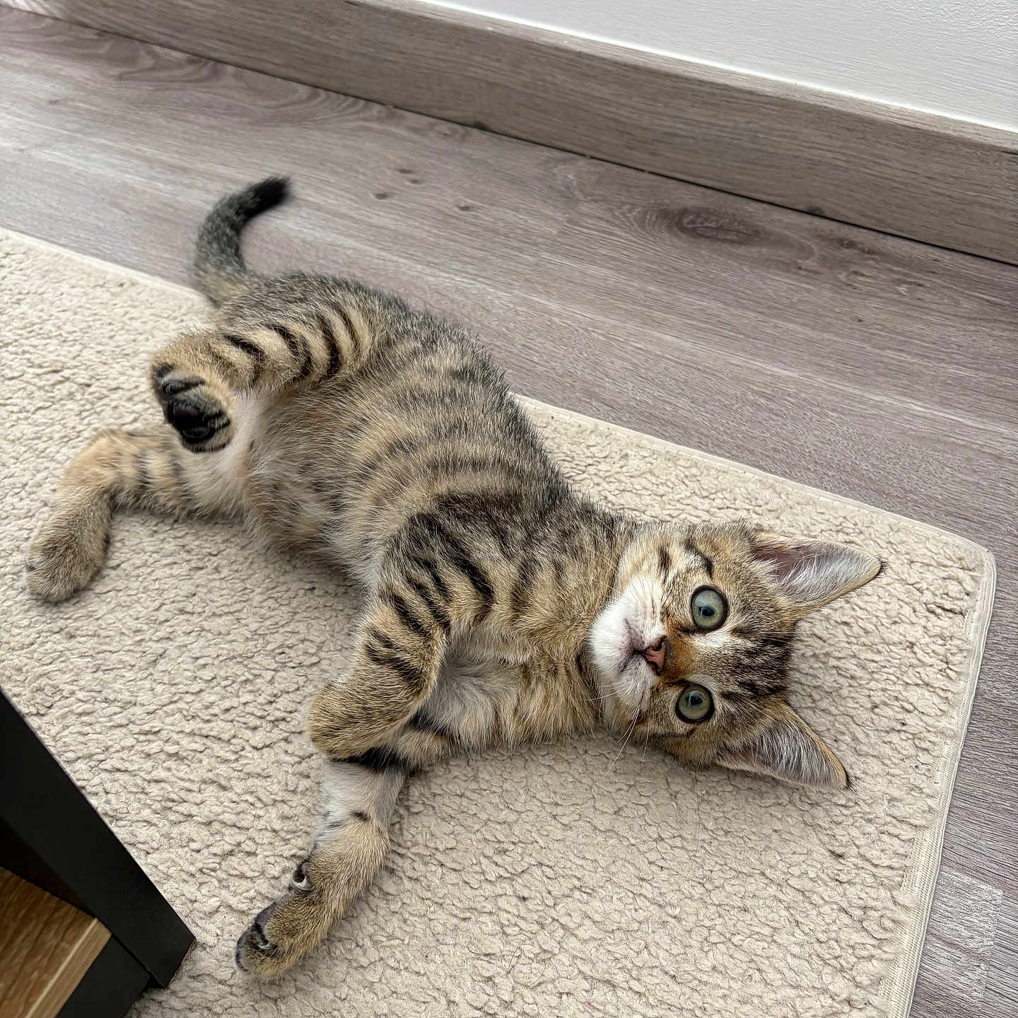 Diego participe au concours pour gagner de l'argent avec cette photo : kitten, tabby, cat, pet, animal, feline, indoor, flooring, wood_floor, rug, carpet, striped_fur, green_eyes, curious, lying_down, playful, cute, young, relaxed, whiskers