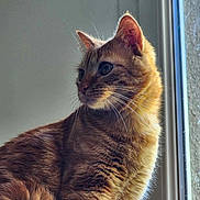 Tigrou a rejoint le concours — aidez-le/la à gagner de superbes lots ! cat, tabby, animal, pet, feline, whiskers, window, indoor, fur, portrait, side_view, domestic_cat, cute, mammal, looking_away, natural_light, close_up, sitting, ears, curious