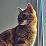 cat, tabby, animal, pet, feline, whiskers, window, indoor, fur, portrait, side_view, domestic_cat, cute, mammal, looking_away, natural_light, close_up, sitting, ears, curious